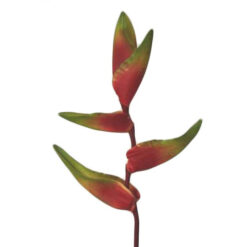 FLOR