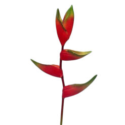 FLOR