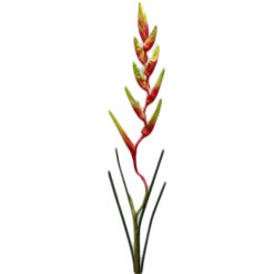 FLOR
