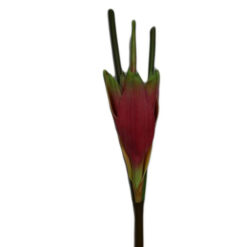 FLOR