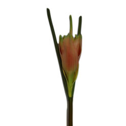 FLOR