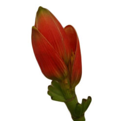 FLOR