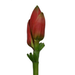 FLOR