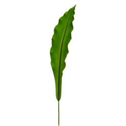 HOJA