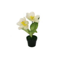 PLANTA