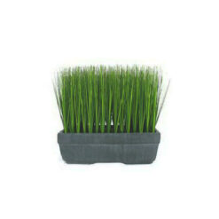 PLANTA