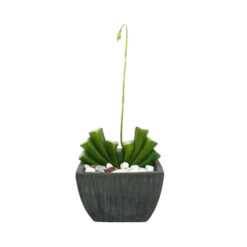 PLANTA