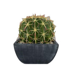PLANTA