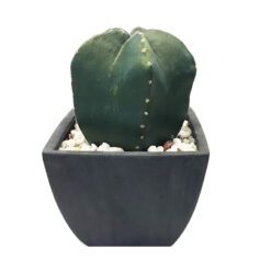 PLANTA