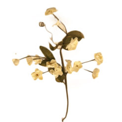 FLOR