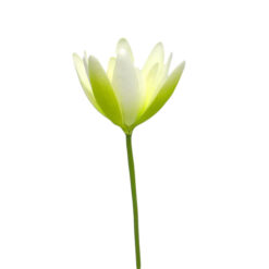 FLOR