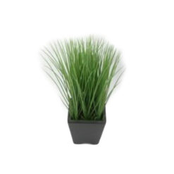 PLANTA
