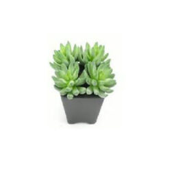 PLANTA