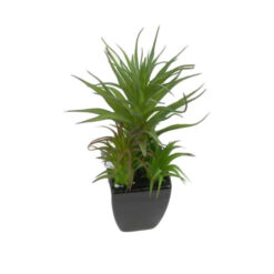 PLANTA