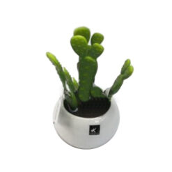 PLANTA