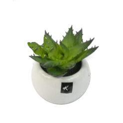 PLANTA