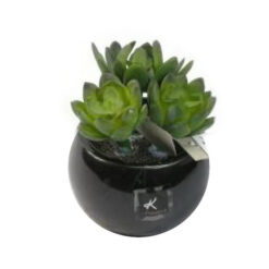PLANTA