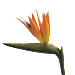FLOR