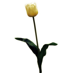 FLOR