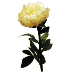 FLOR