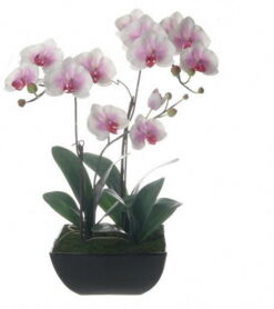 PLANTA