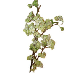 FLOR