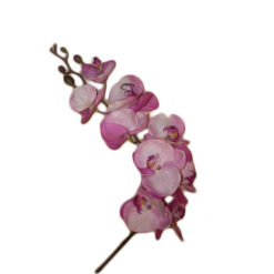 FLOR