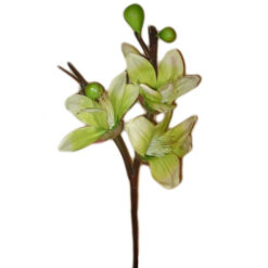 FLOR