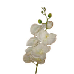 FLOR