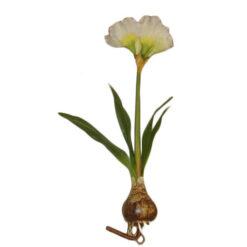 FLOR