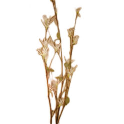 FLOR