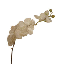 FLOR