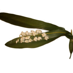 FLOR