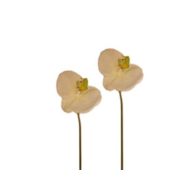 FLOR