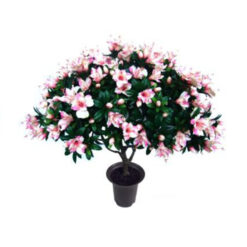 PLANTA