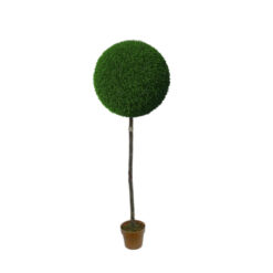 PLANTA