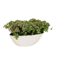 PLANTA