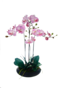 PLANTA