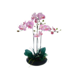 PLANTA