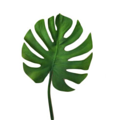 HOJA