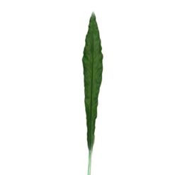 HOJA