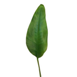 HOJA