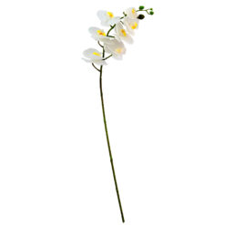 FLOR