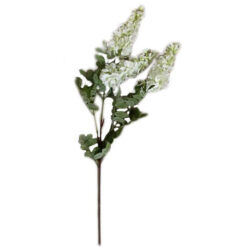 FLOR