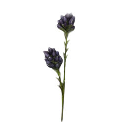 FLOR