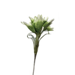 FLOR