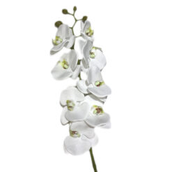 FLOR