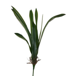 RAMA