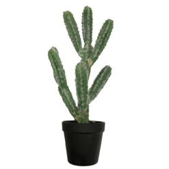 PLANTA