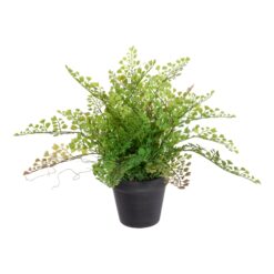 PLANTA